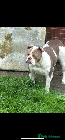 Olde English Bulldogge dogs - Advert 1