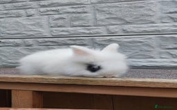 Lionhead rabbits for sale: Wonderful bunnies 07405173733  - Image 8