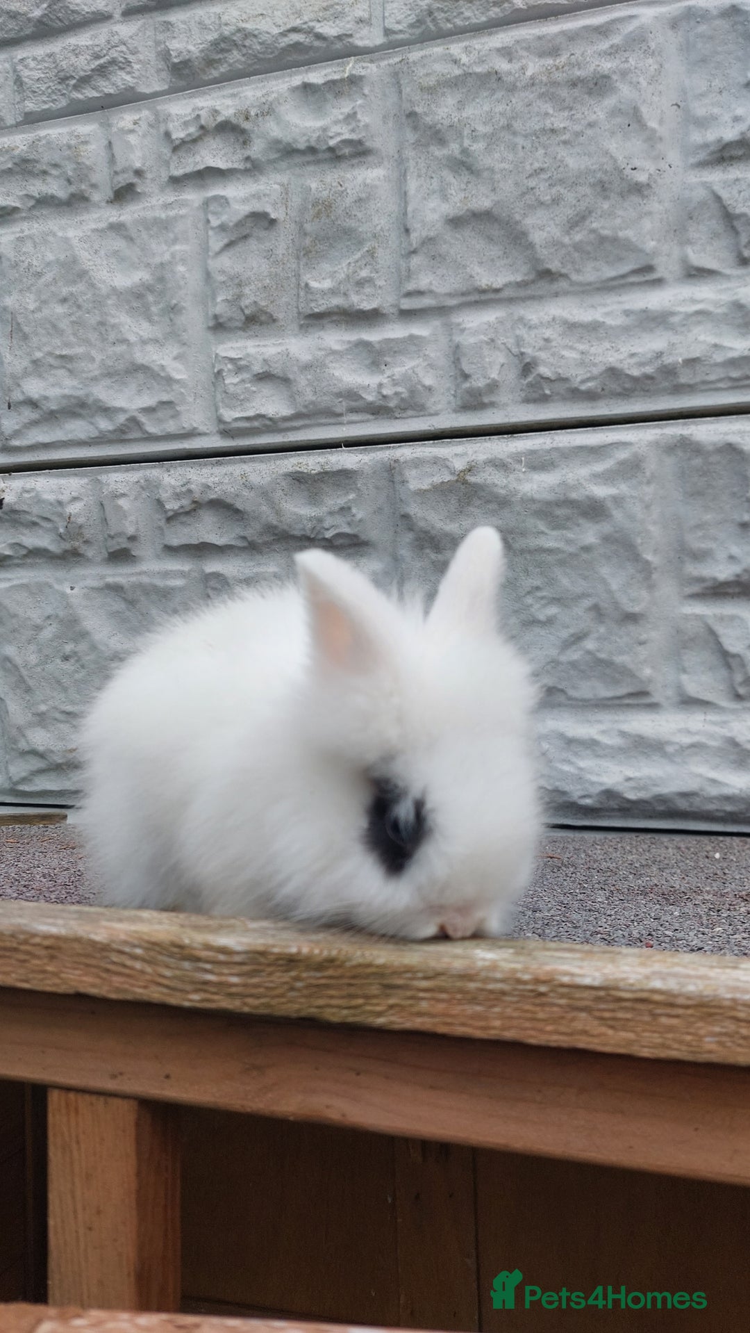 Lionhead rabbits for sale: Wonderful bunnies 07405173733  - Image 8