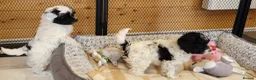 Yorkiepoo dogs for sale: Yorkiepoos 2 Stunning Boys  from Licensed Breeder  - Advert 5