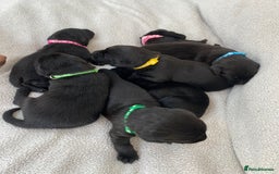 Labrador Retriever dogs for sale: Stunning Labrador Puppies - Image 3