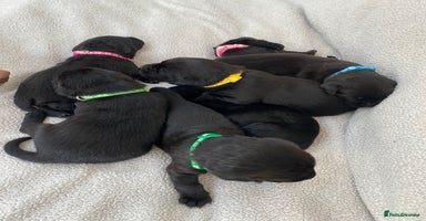 Labrador Retriever dogs - Advert 2