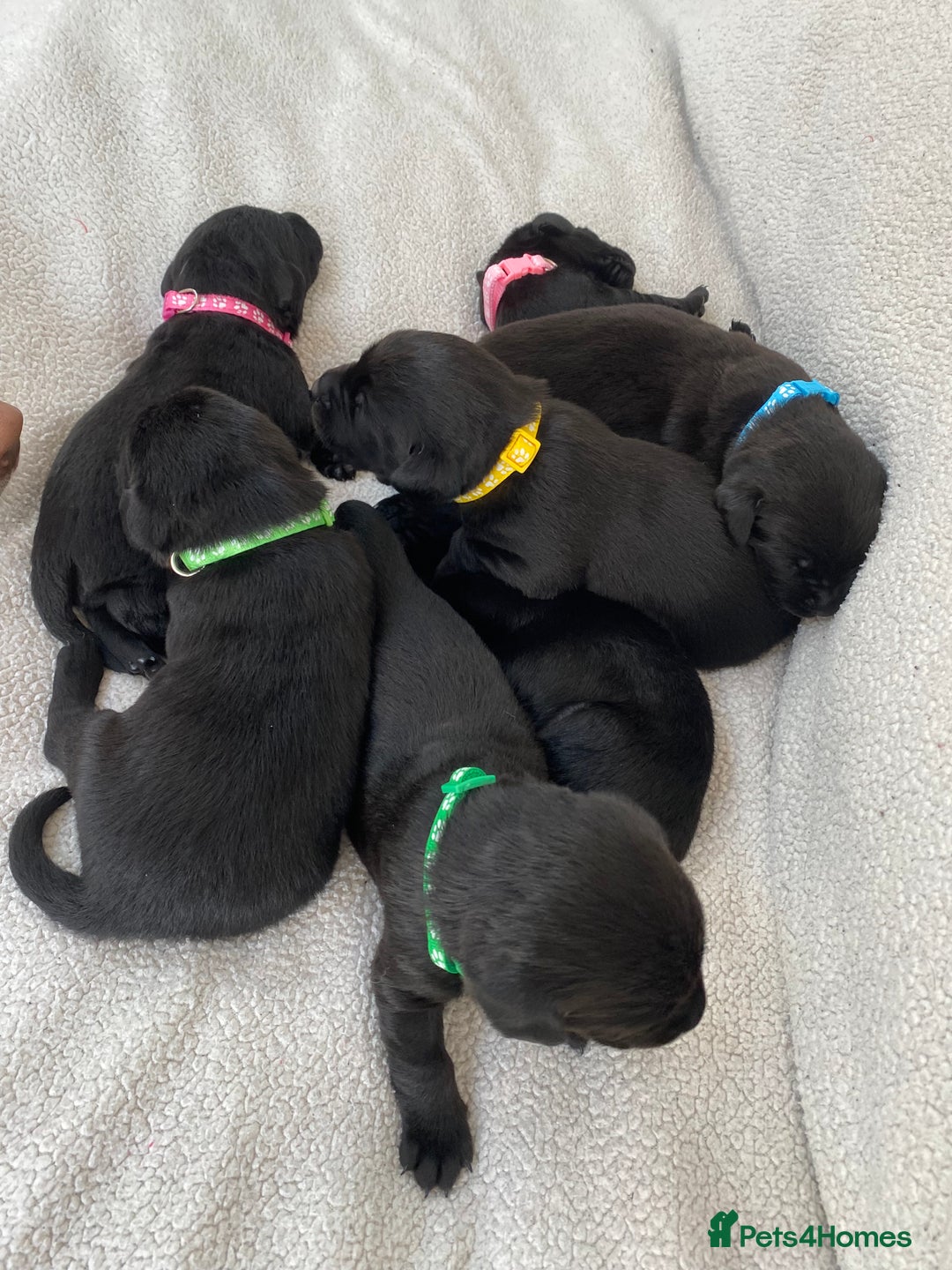 Labrador Retriever dogs for sale: Stunning Labrador Puppies - Image 3