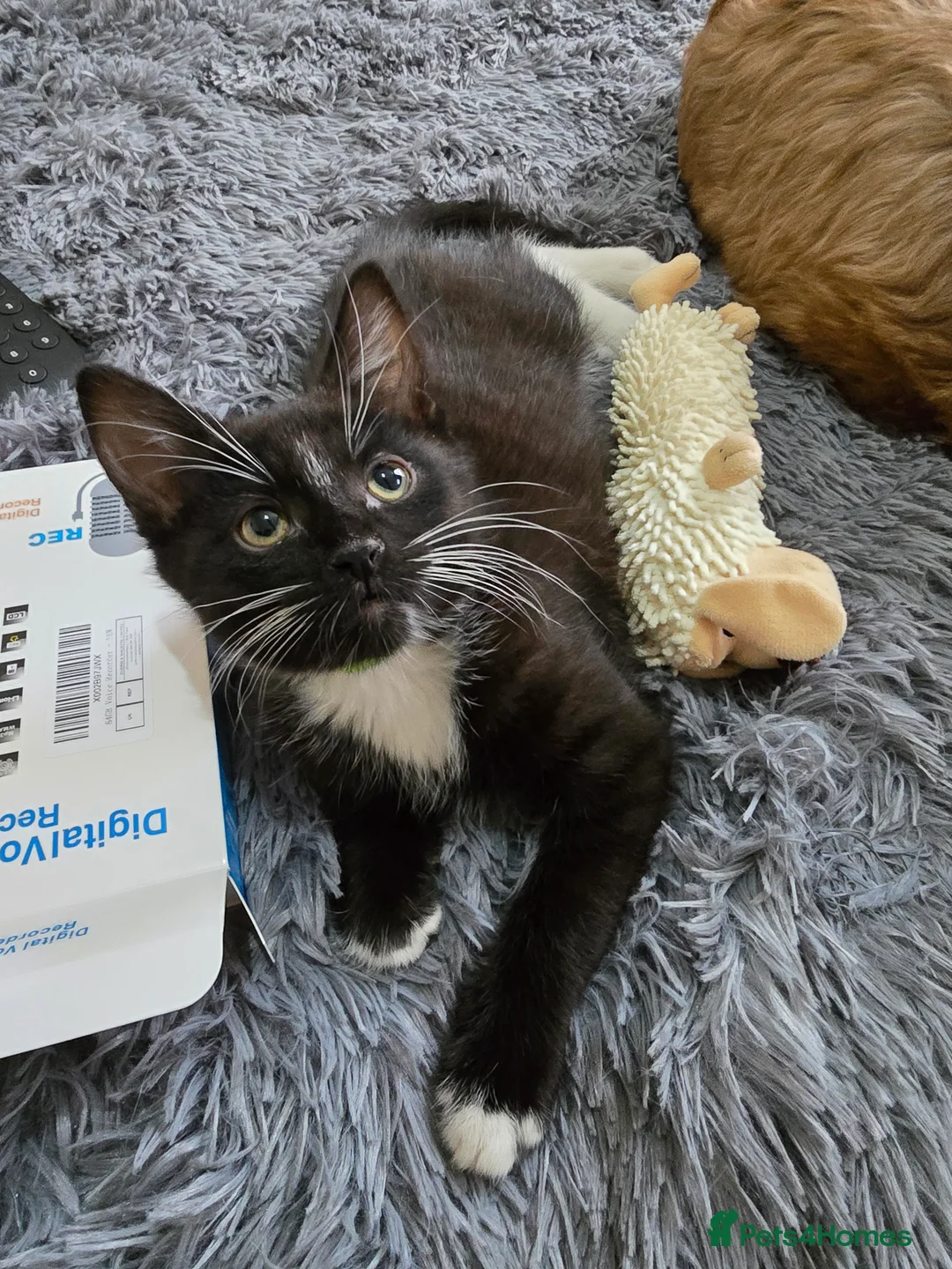 Mixed Breed cats for sale: Milo x - Advert 5