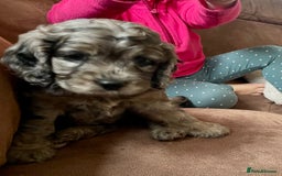 Cockapoo dogs for sale: Marble /tan cockerpoo - Image 16