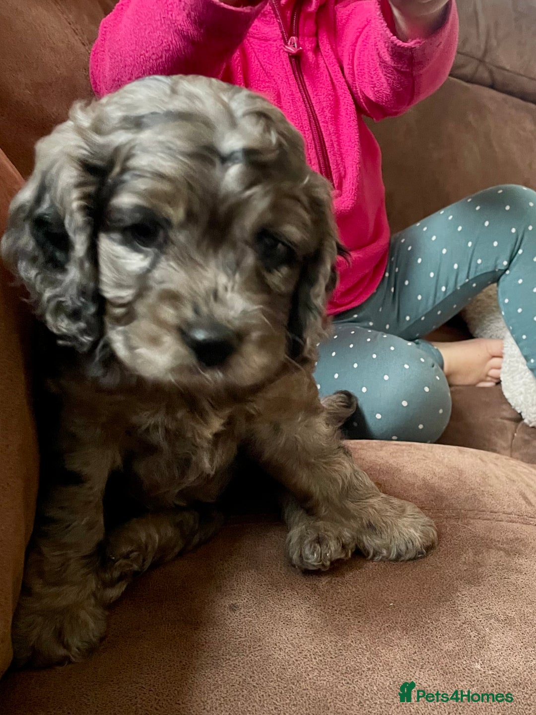 Cockapoo dogs for sale: Marble /tan cockerpoo - Image 16