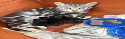Mixed Breed cats for sale: 🐾 6 Beautiful Bengal × British Longhair Kittens🐾 - Advert 22