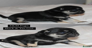 Pug dogs - Advert 11