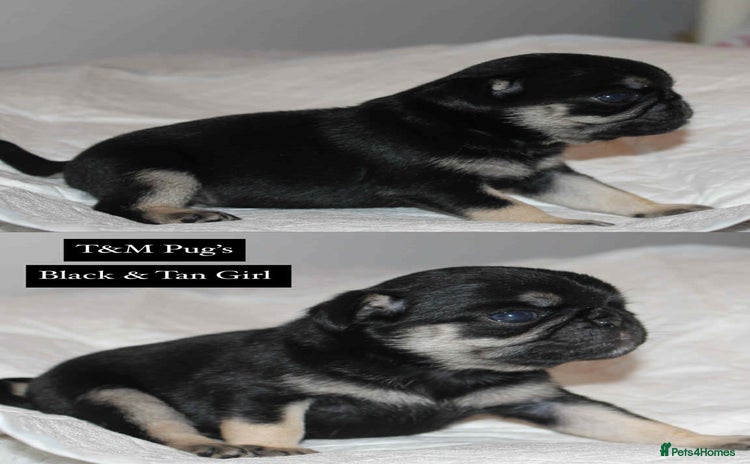 Pug dogs - Advert 1