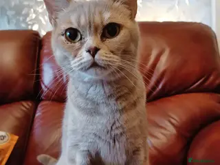 Mixed Breed cats British Shorthair x Chinchilla Persian - Advert 1