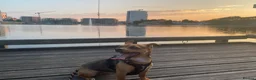 Mixed Breed dogs for sale: 🐶 Adorable Jack Russell Terrier Puppy 🐶 - Advert 1