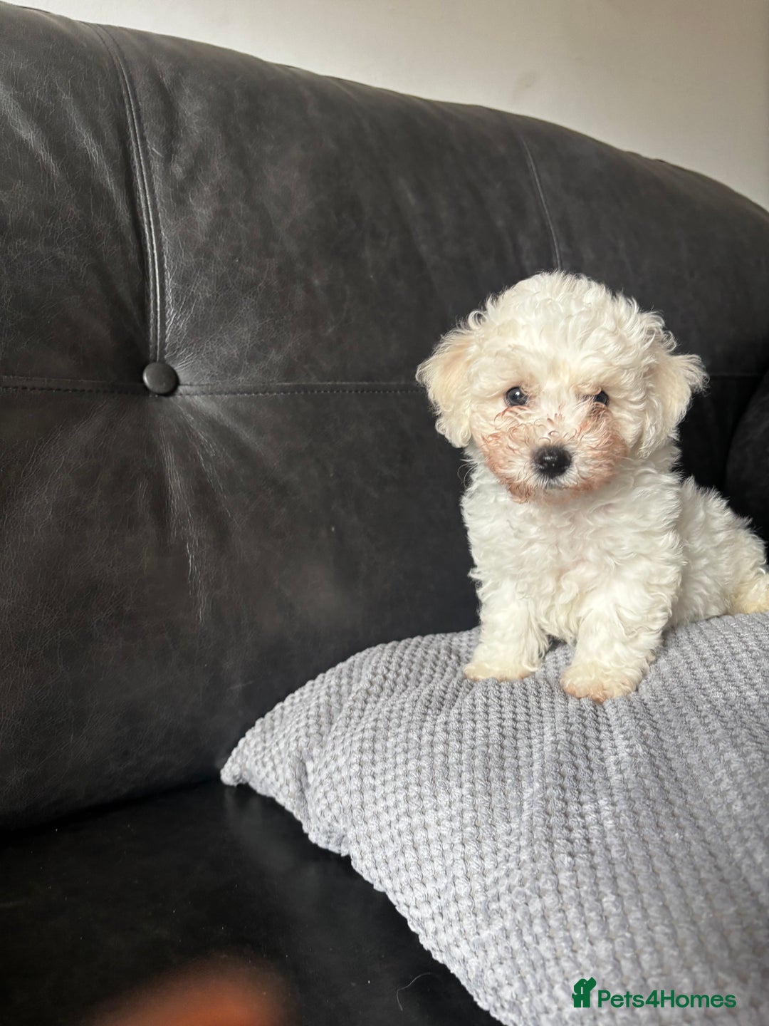 Bichon Frise dogs for sale: Bichon Frise Puppies- Ready to leave - Image 21