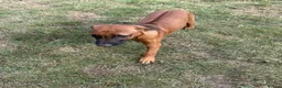 Rhodesian Ridgeback dogs for sale: Stunning girl - Advert 5