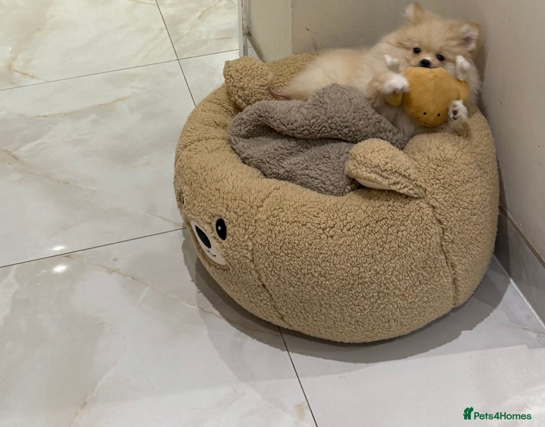 Pomeranian dogs for sale: Fluffy Female Pomeranian Pup  - Image 3