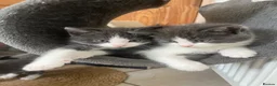 Mixed Breed cats for sale: 8 weeks old mixed breed grey & white fluffy kitten - Advert 9