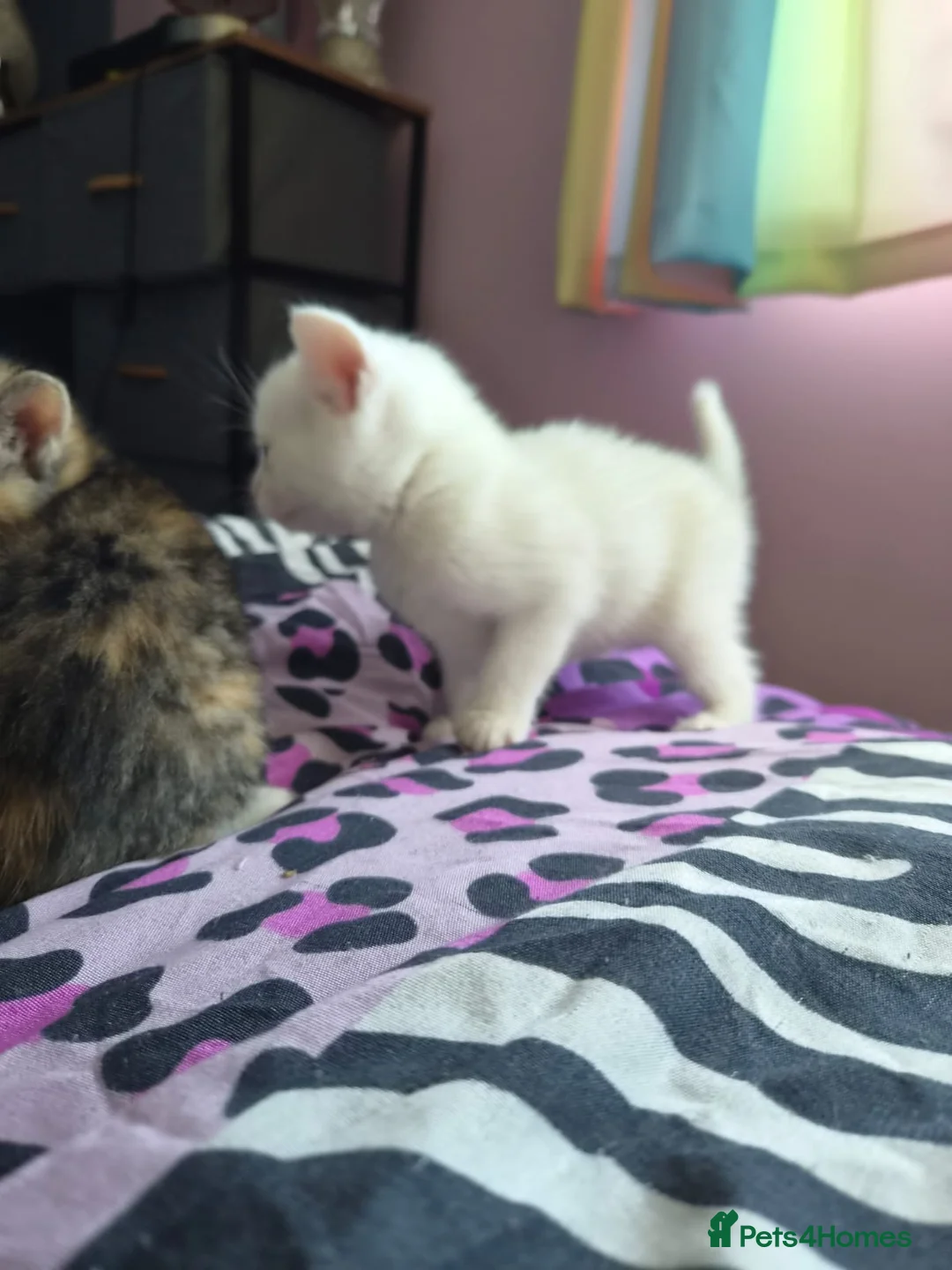 Mixed Breed cats for sale: Kittens  in Oswestry - Advert 5