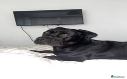 Cane Corso dogs for sale: Cane Corso 1 year old  - Image 8