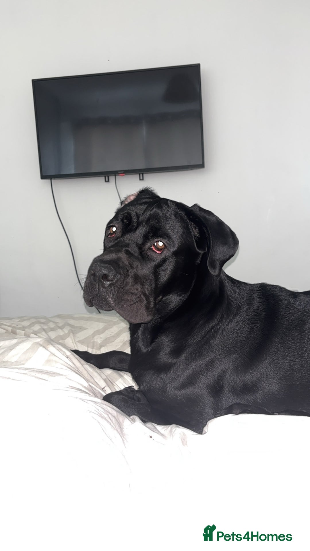 Cane Corso dogs for sale: Cane Corso 1 year old  - Image 8