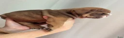 English Bulldog dogs for sale: REDUCED LAST 2 BULLDOG GIRLS ( choc tan) - Advert 6