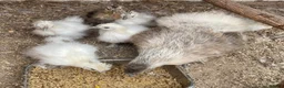 Chickens poultry for sale: Silkie chicks and mum  for sale  - Advert 5