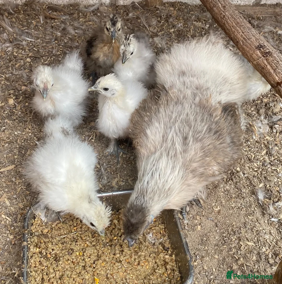 Chickens poultry for sale: Silkie chicks and mum  for sale  - Advert 5