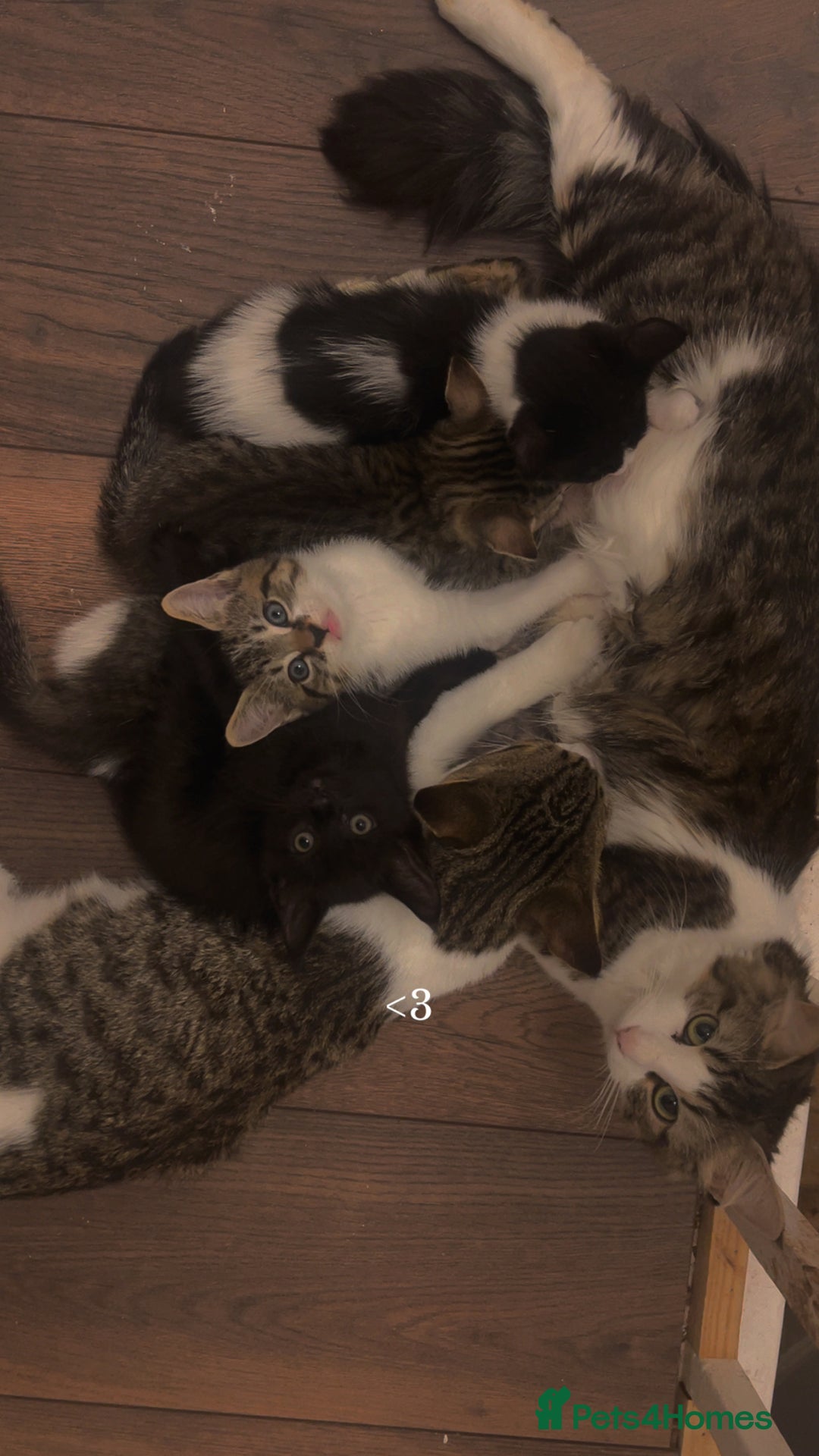 Mixed Breed cats for sale: Kitten for sale - Image 5