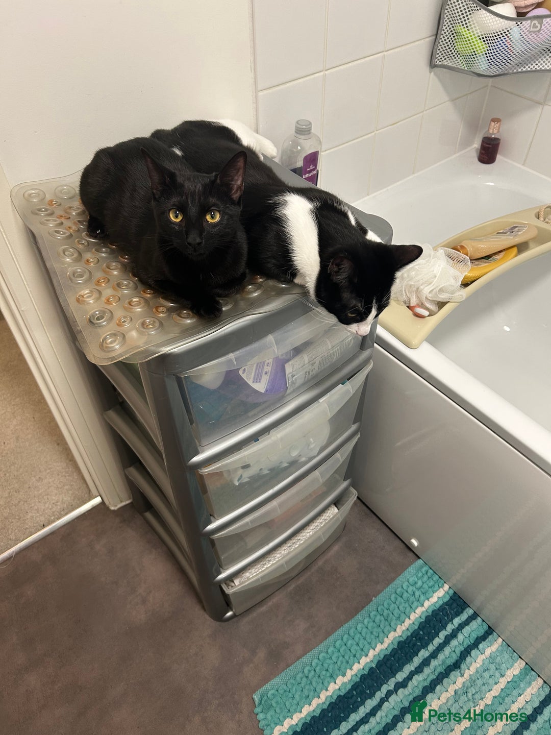 British Shorthair cats for sale: Mother of 2 Kittens Available to buy - Advert 4