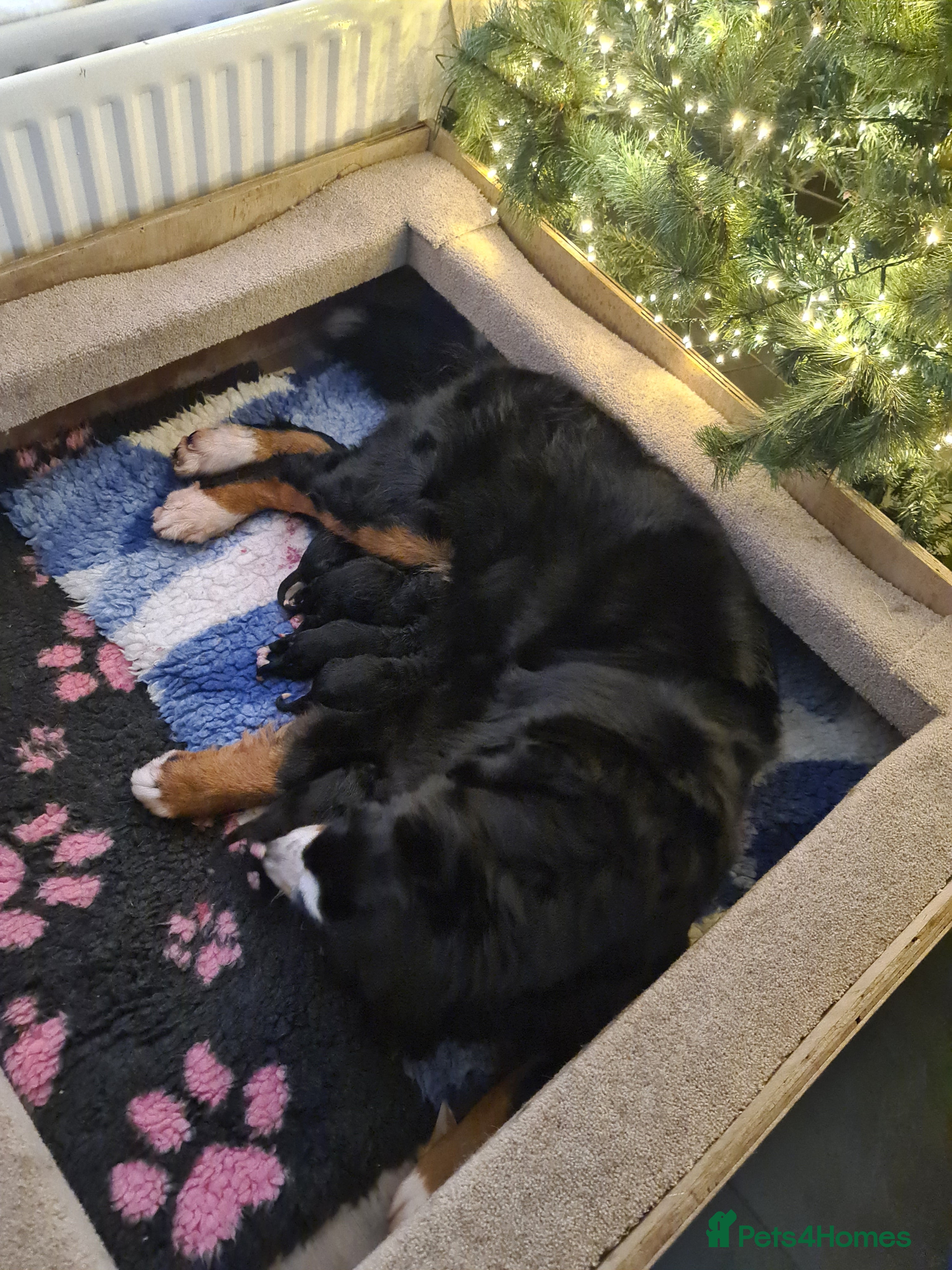 Bernese Mountain Dog dogs KC registered ENHANCED PEDIGREE  - Advert 2