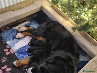 Bernese Mountain Dog dogs KC registered ENHANCED PEDIGREE - Advert 18