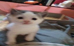 Chausie cats for sale: 2 females  - Image 3
