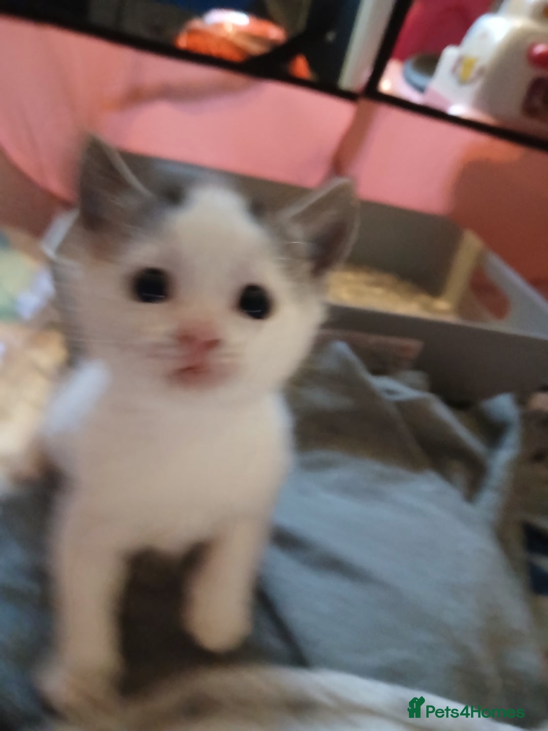 Chausie cats for sale: 2 females  - Image 3