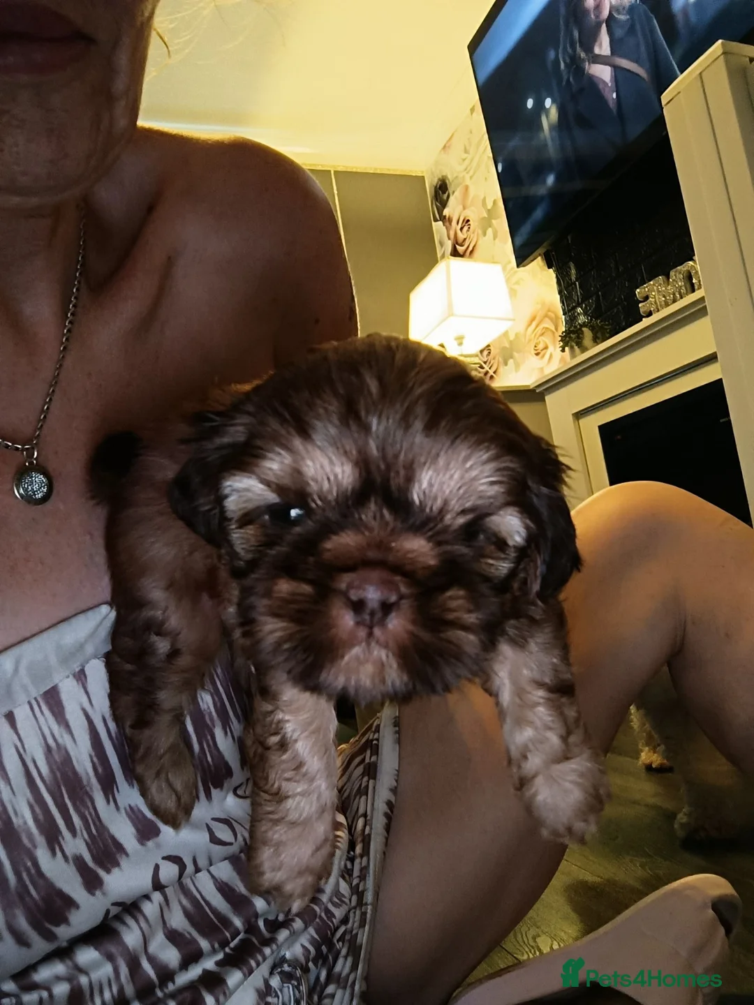 Shih Tzu dogs for sale: Imperial shih tzus - Advert 15