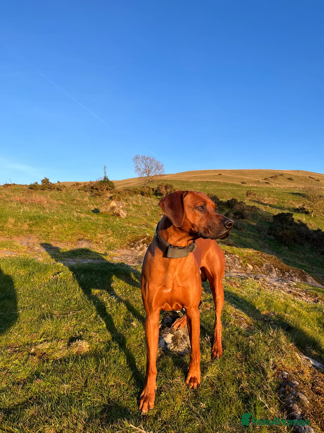 Rhodesian Ridgeback dogs for stud: Health Tested & KC registered Stud - Advert 3