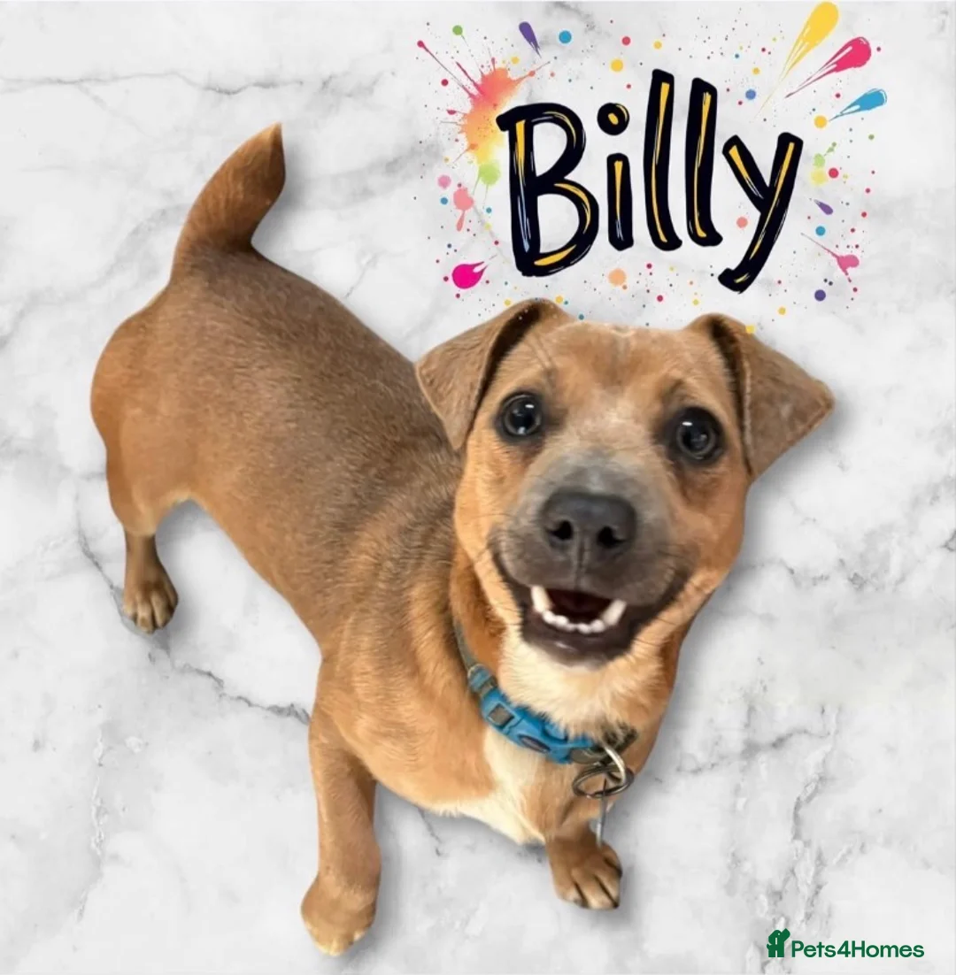 Jack Russell dogs for sale: Beautiful Jack Russell’s  - Advert 18