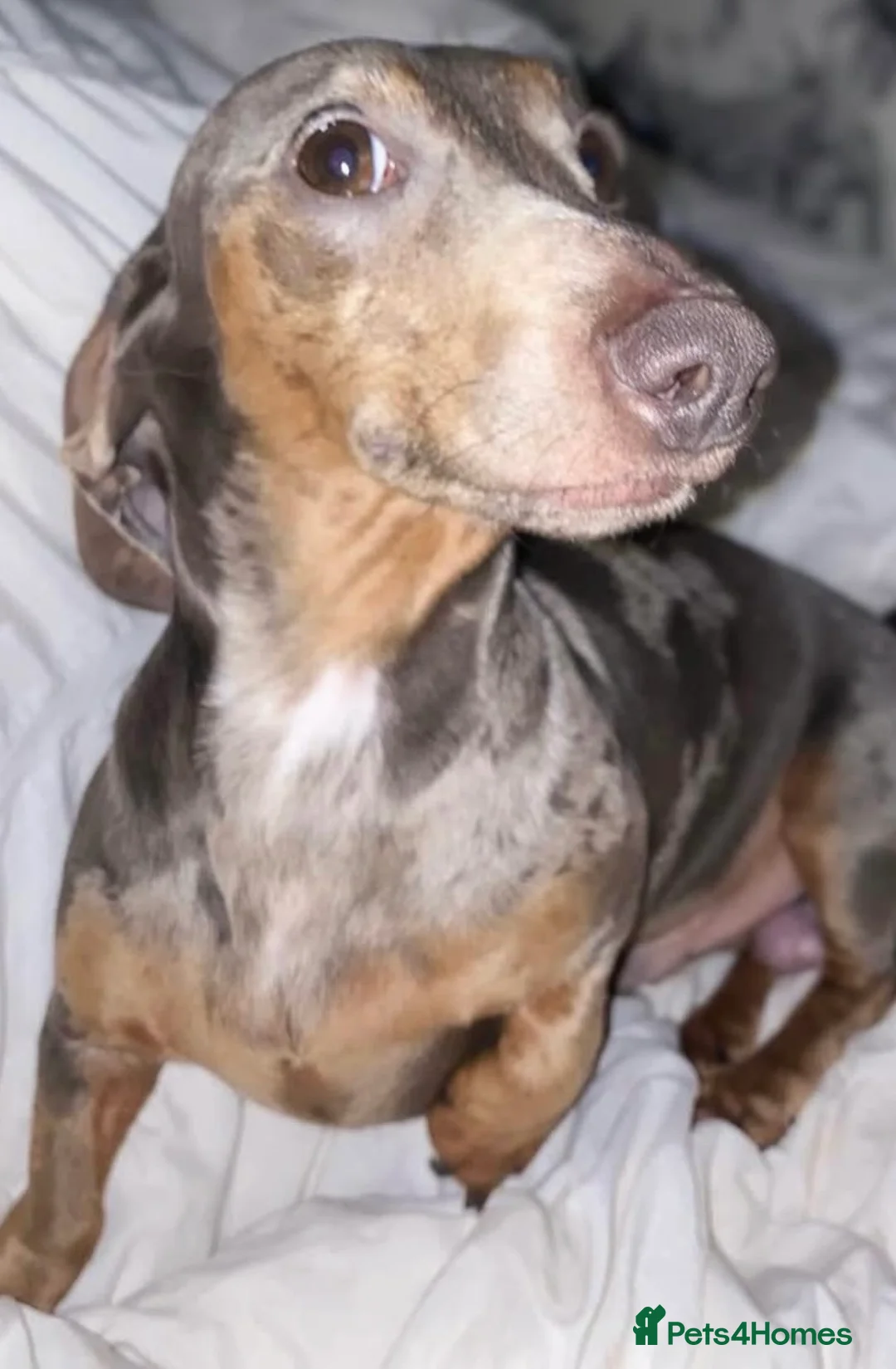 Miniature Dachshund dogs for sale: 2 year old blue dapple miniature dauschund - Advert 4