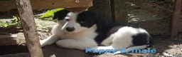 Border Collie dogs for sale: Working line Border Collie pups for sale in Helston - Advert 5