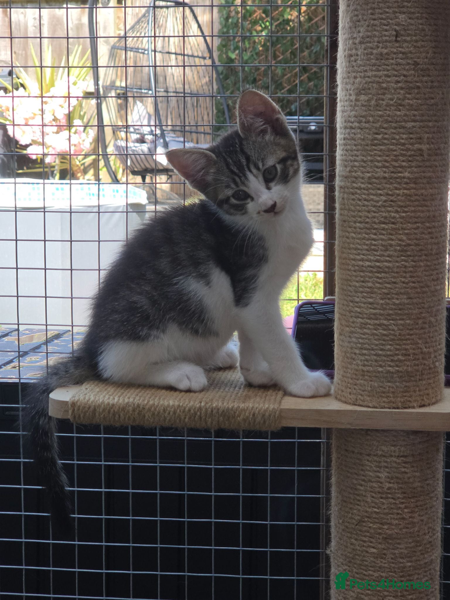Mixed Breed cats Last 2 babies left!!! L2B1 L2B3 - Advert 1