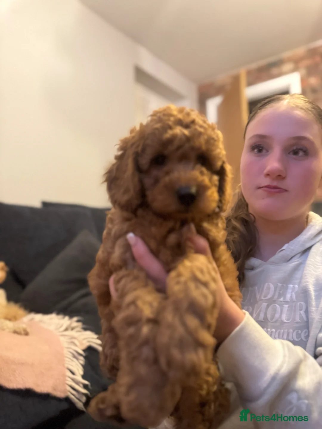 Cockapoo dogs for sale: Loving Cockapoo puppies  - Advert 1