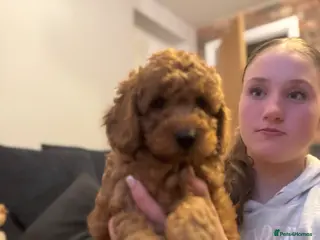 Cockapoo dogs Cockapoo puppies - Advert 8