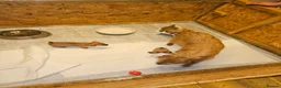 Mixed Breed dogs for sale: Boarder terrier x Jack Russell  - Advert 11