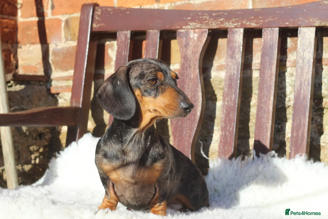 Miniature Dachshund dogs for sale: Beautiful IVDD Screened, silver dapple girl  - Advert 2