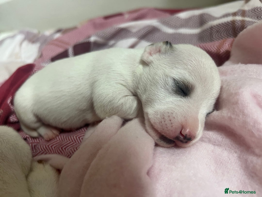 Jack Russell dogs for sale: Stunning Miniature Jack Russell Puppies!!! - Image 8