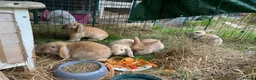Mini Lop rabbits for sale: Beautiful mini-lop baby rabbits in South Croydon - Advert 6