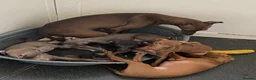 Italian Greyhound dogs for sale: Beautiful Italian greyhound puppies  - Advert 1