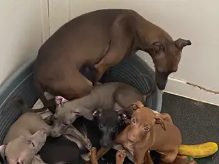 Italian Greyhound dogs Beautiful Italian greyhound puppies - Advert 6