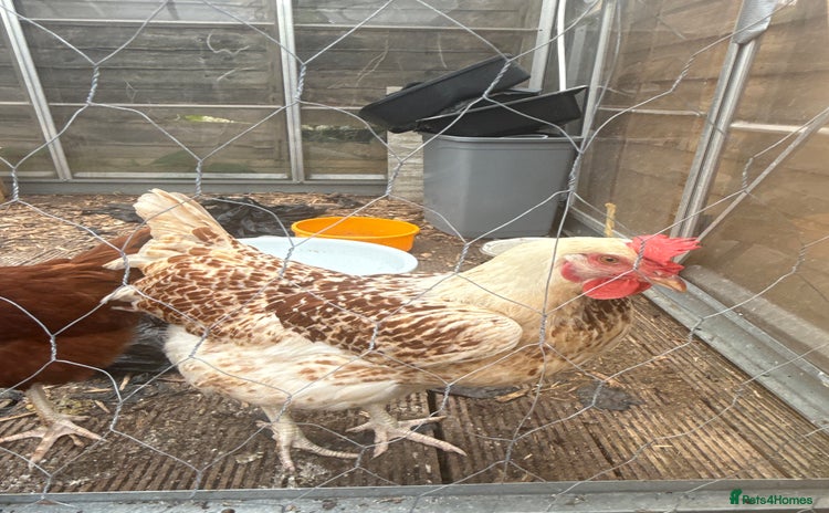 Chickens poultry - Advert 1