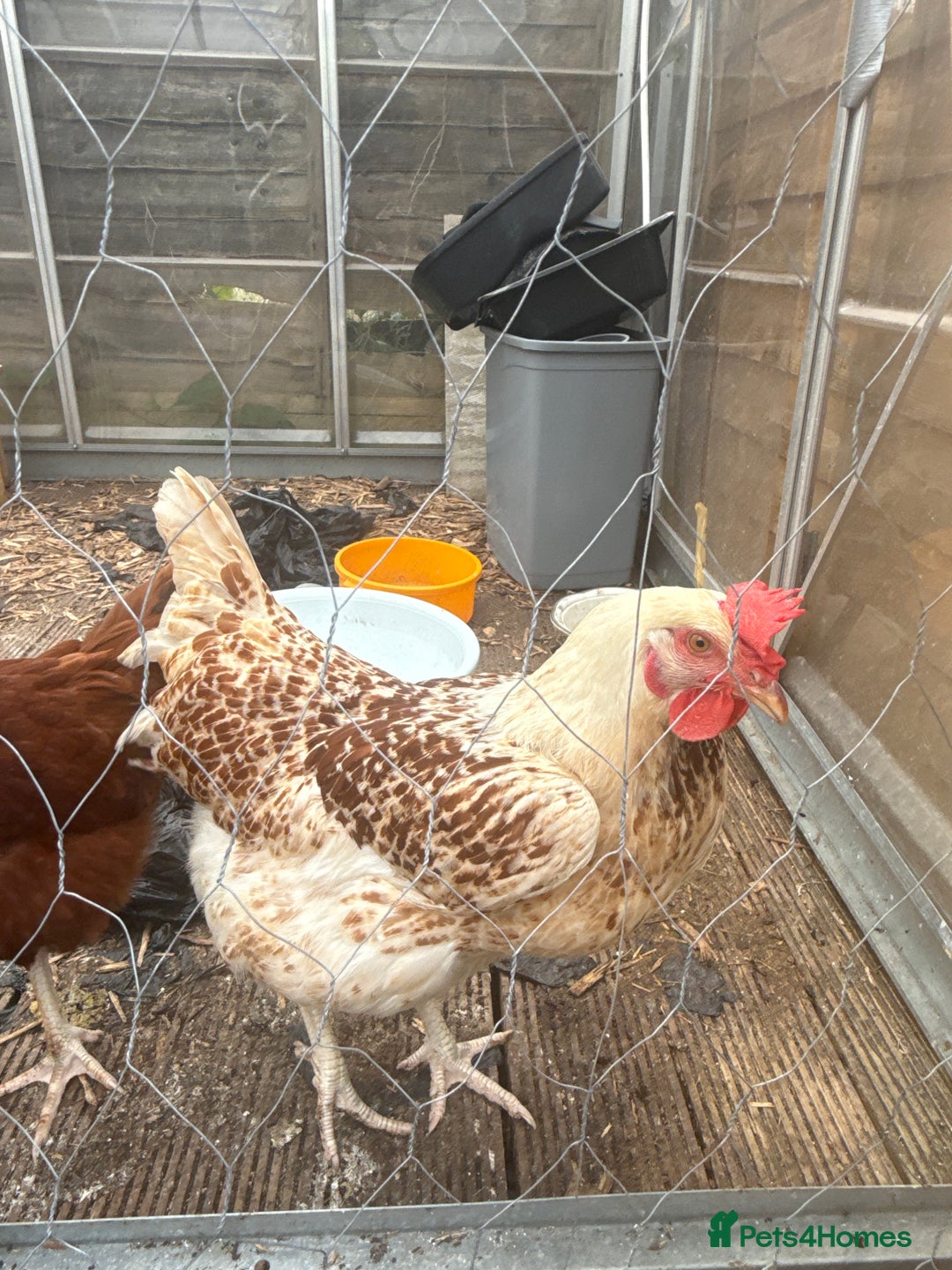 Chickens poultry for sale: 2 laying hens  - Image 1