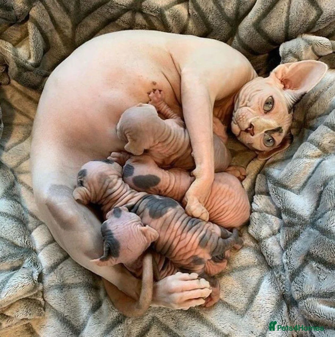 Sphynx cats for sale: Sphynx kittens for rehoming in Hull - Advert 1