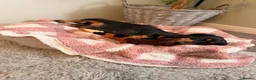 Miniature Dachshund dogs for sale: KC Miniature Smooth Dachshund Puppies - Advert 18