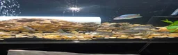 Cichlids fish for sale: Cichlids in Ellesmere Port - Advert 2